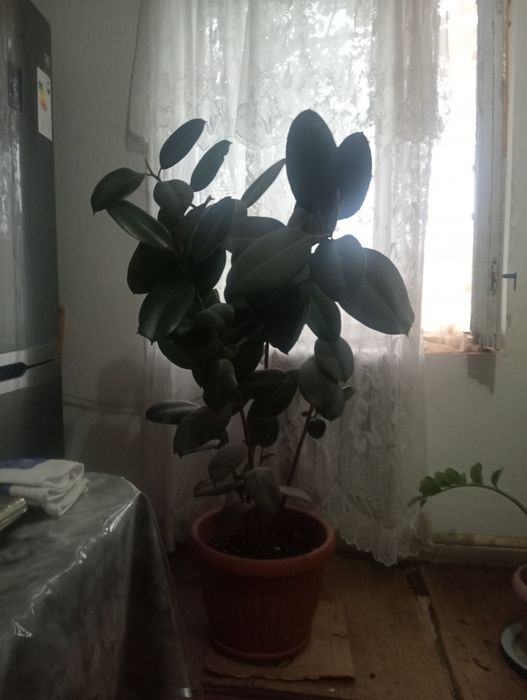Продам домашнее растение фикус