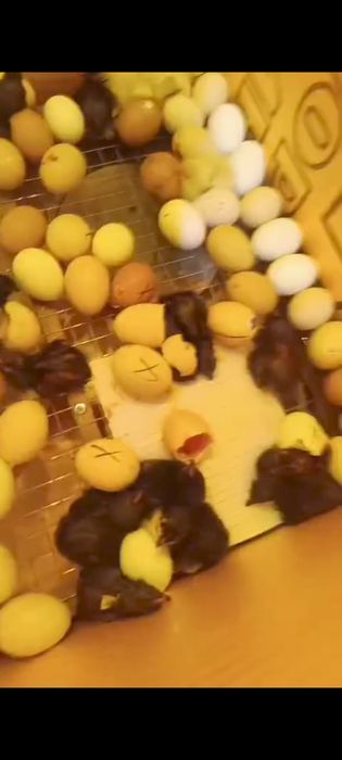 Инкубатор 130жумыртка кетеді