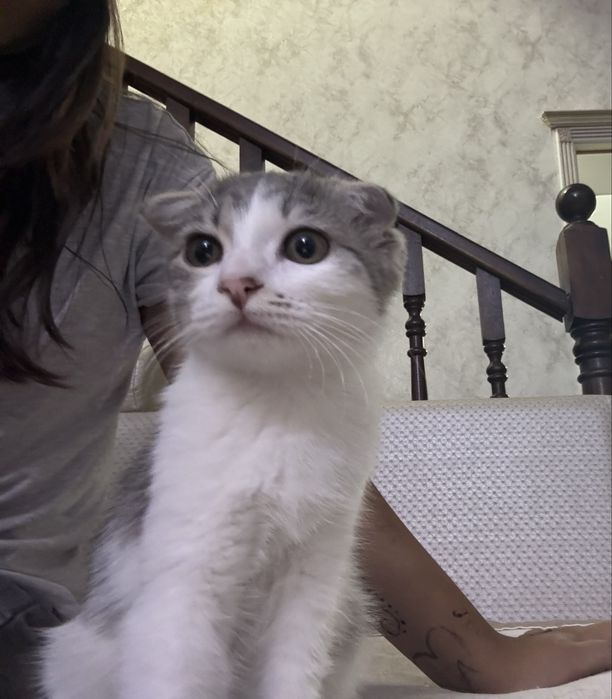 Кошечка ласковая и милая