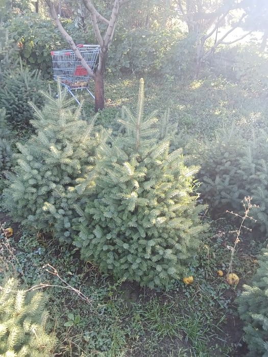 Ёлки таньшаньские 1,2-1,5м