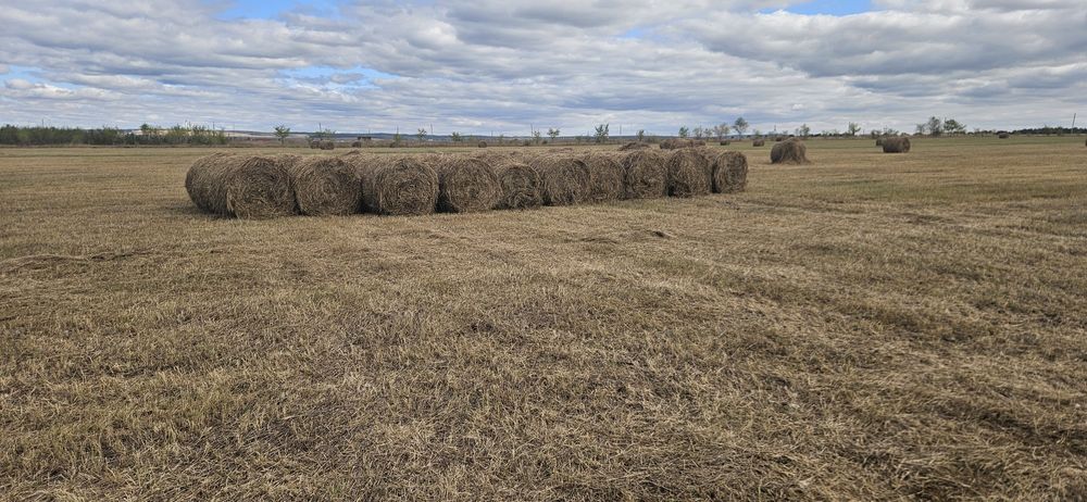 Продам сено в рулонах