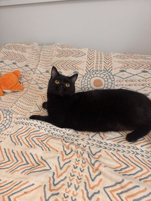 Ищем дом для красивой кошки