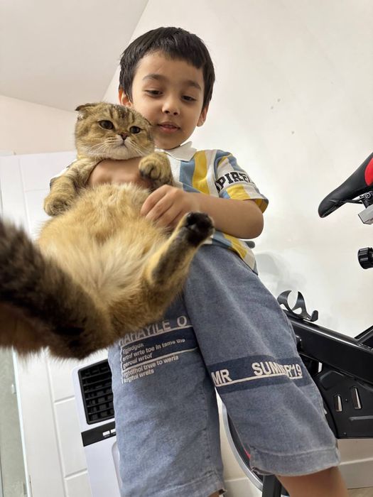 Serebristy Shinshila