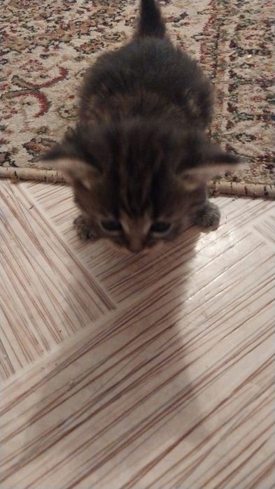 Отдам котят в добрые руки