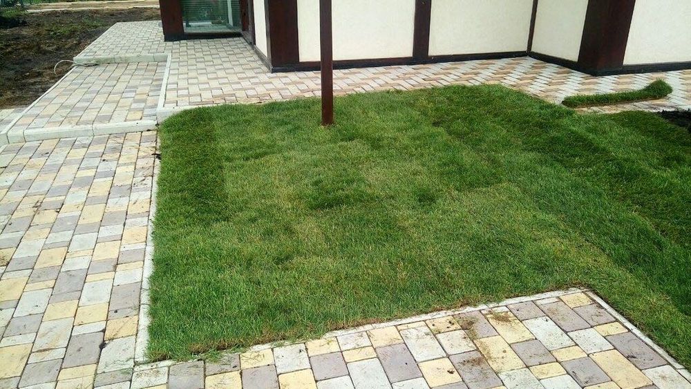 Gazon !!!  Рулон семена оптом