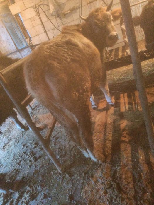 Продаются  быки телочки