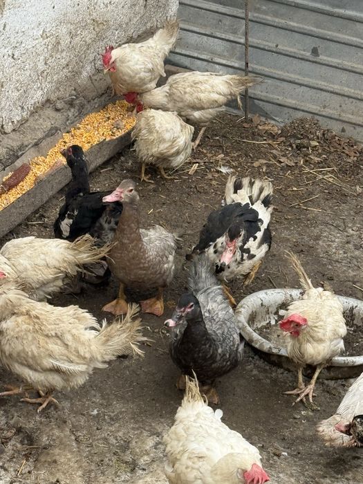 Индоутки самцы крупные