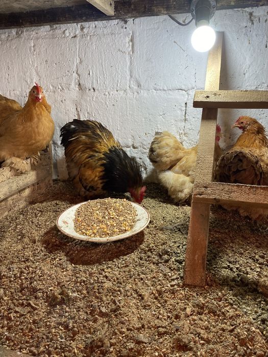 Карлики кохинхины