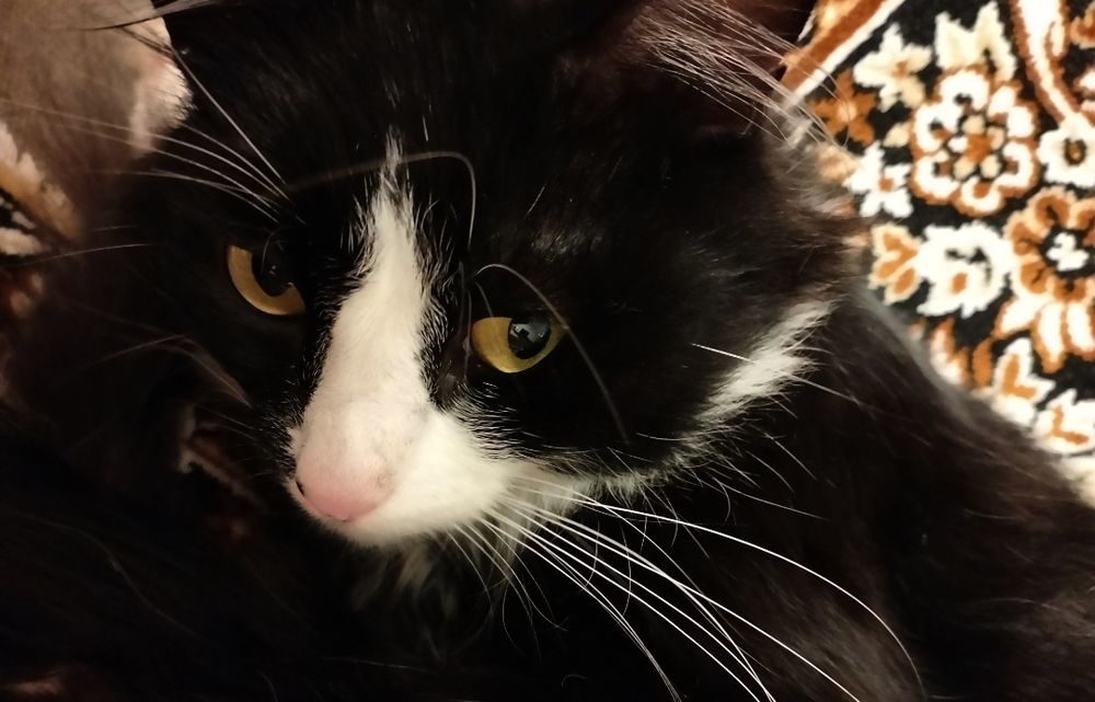 Отдам кота в хорошие руки!