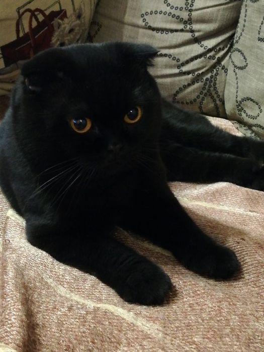 Висла ухая кошка