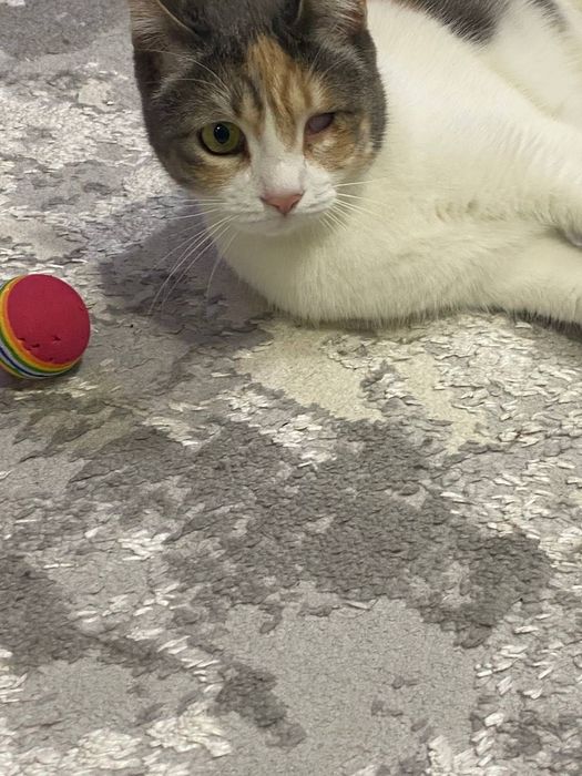 Кошечка Факат участкага, в семью с детьми