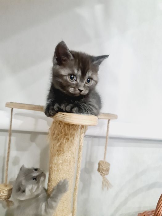 Британцы и шотландцы