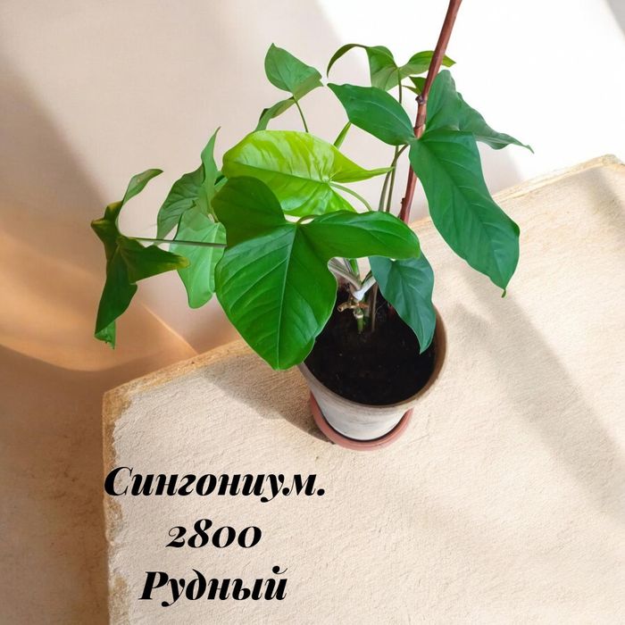 Продам комнатные цветы