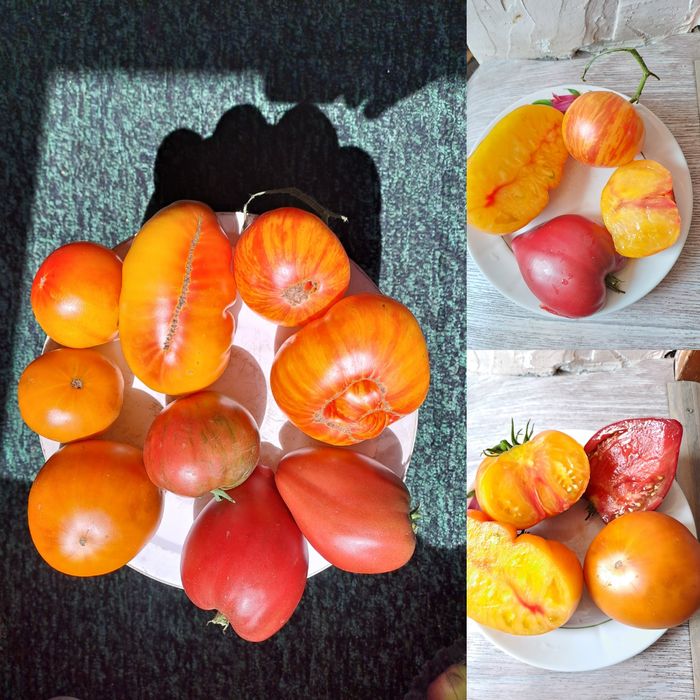 Коллекционные семена томатов