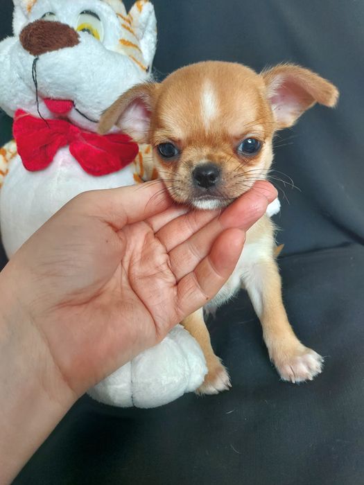 Продаю щенков чихуахуа