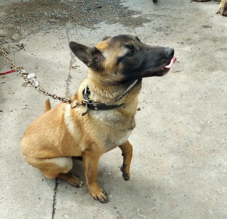 Продам бельгийскую овчарку(Малинуа)