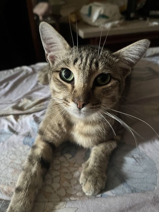 Кот 1 год в добрые руки