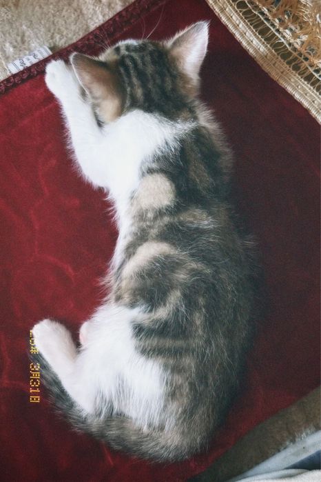 Милый котёнок продаётся