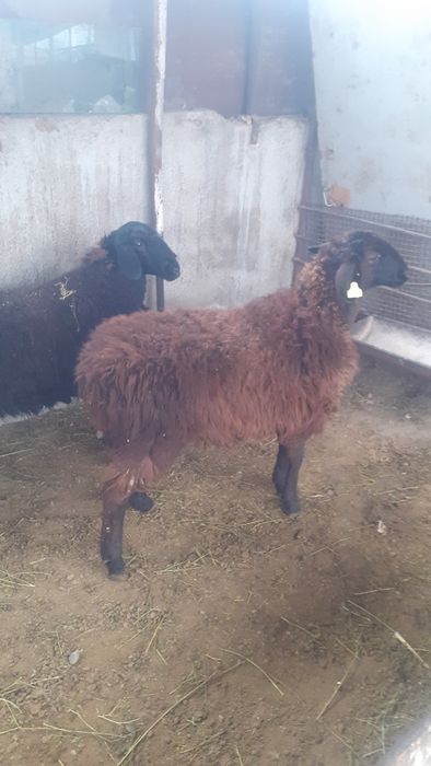 Қой сатылыды семіз