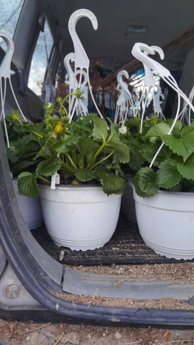 Ягода каскадна и целогодишна Растения засадени във висящи саксийки