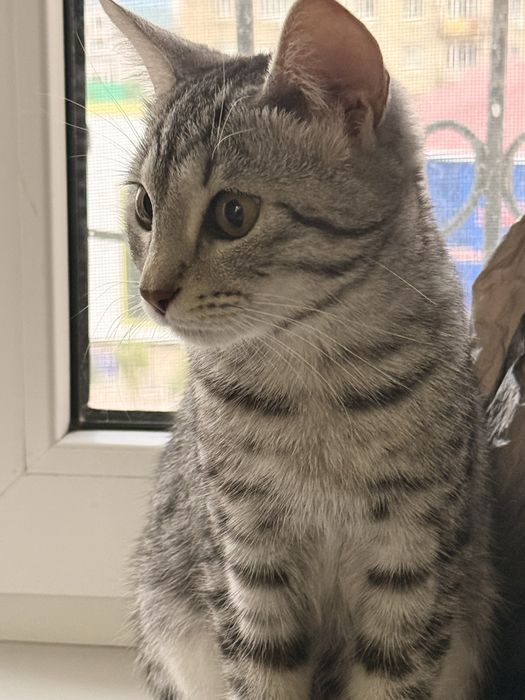 Кошка пародистый