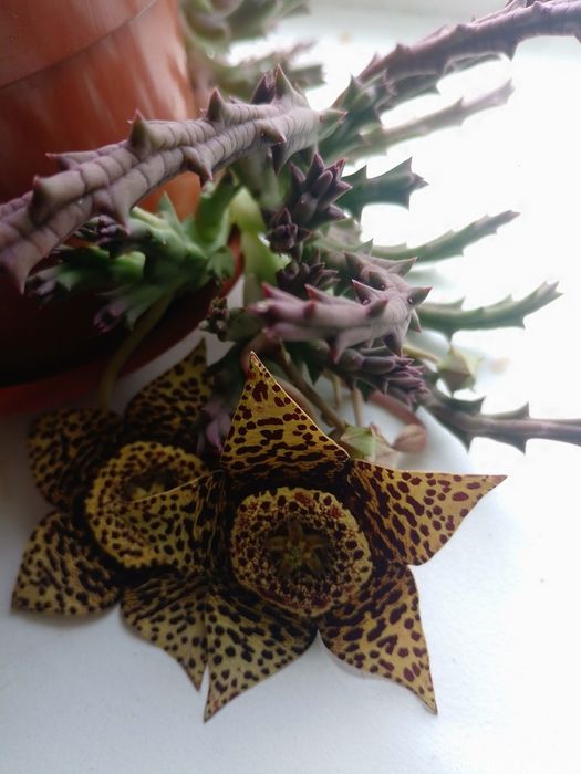 Стапелия пёстрая