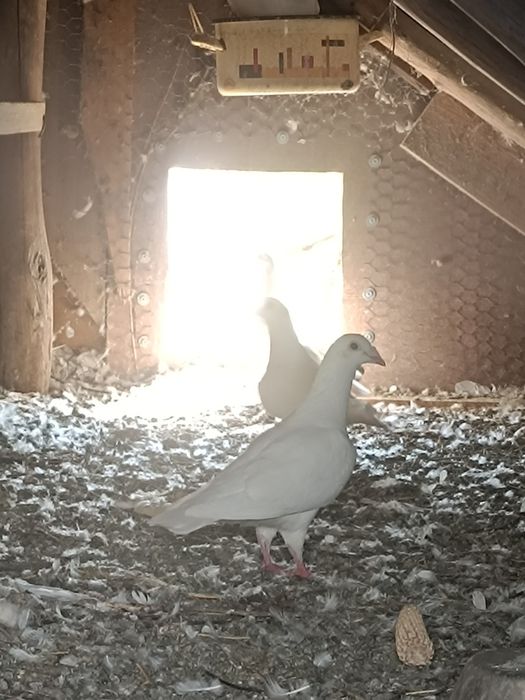 Desfințez papagali gîste canadiene .chochino pitic rațe sălbatice porumbei albi numai albi posta