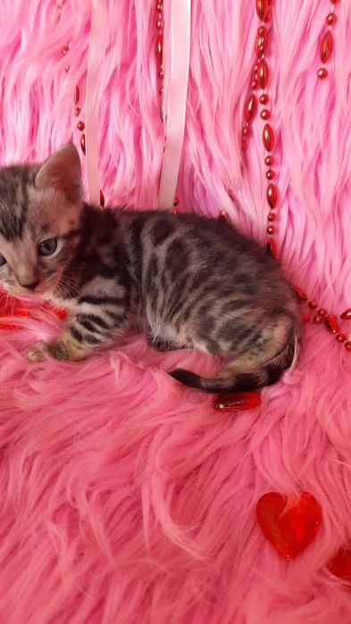 Бенгальская девочка