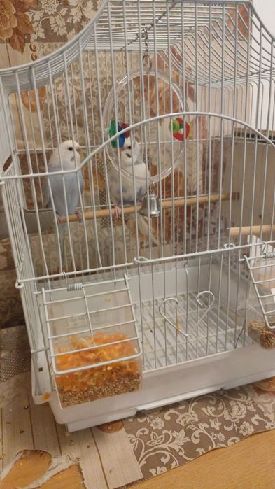 Vând papagali perusi