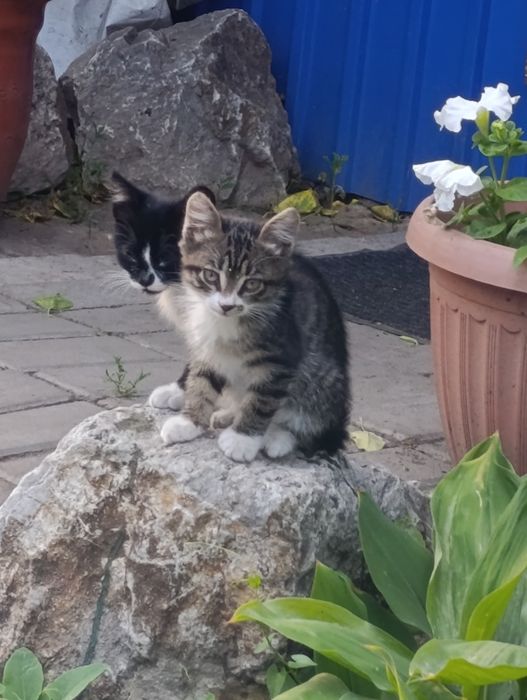 Отдам котят  2 месяца