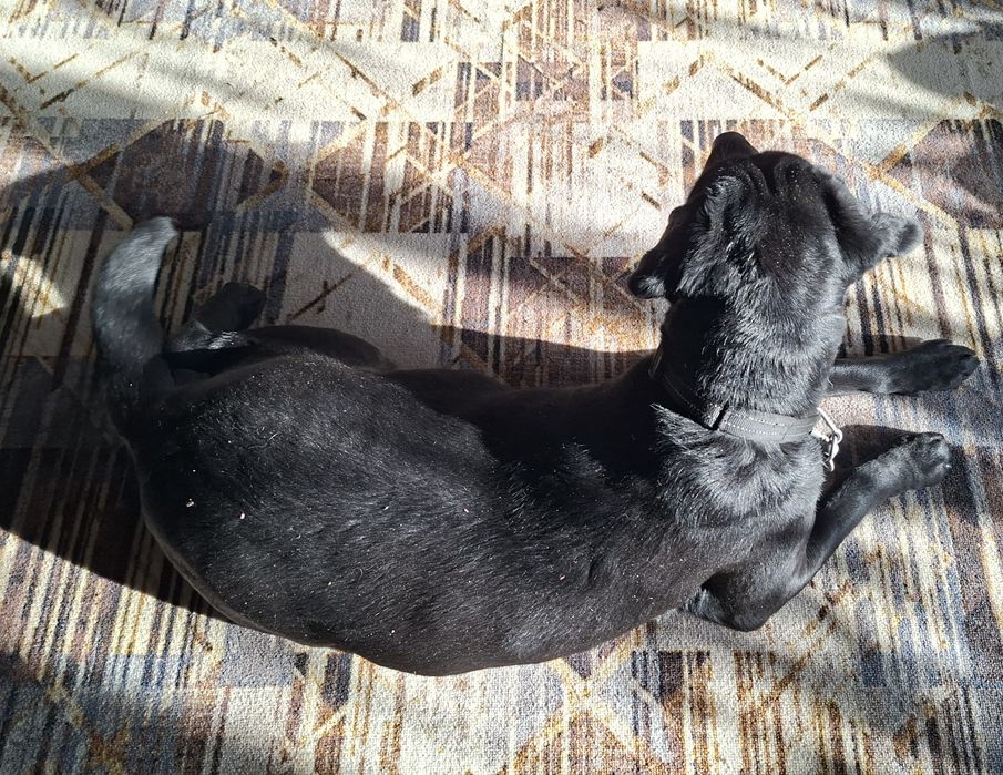 Отдать  собаку (лабрадор) в добрые руки