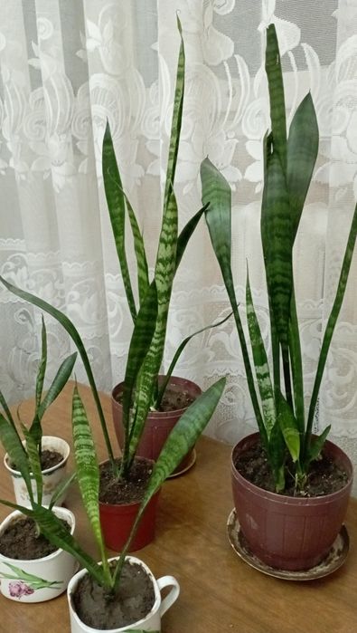 сансевиерия и аглаонема(то