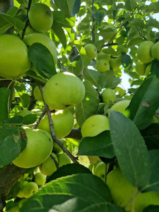 Овощни дръвчета Ябълки, Круши, Сливи, Дюли, Кайсии, Праскови