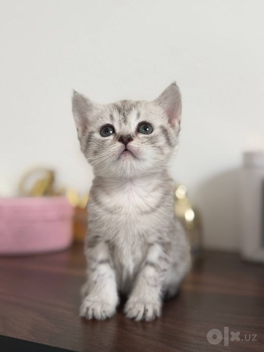 Продяется котята 2 месяца, Скотиш страйт