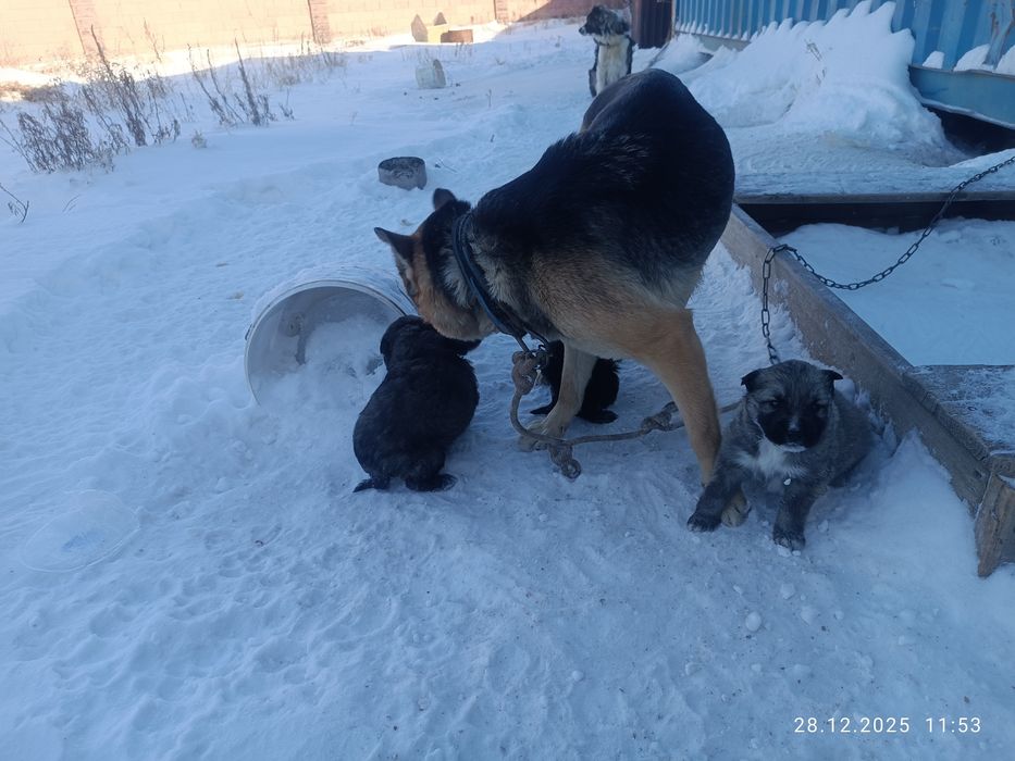 Отдам щенков месячные