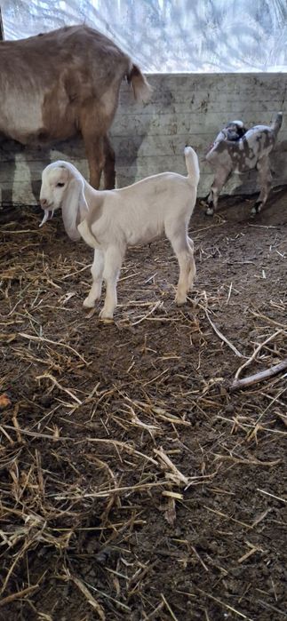 Vând ieji de prasila