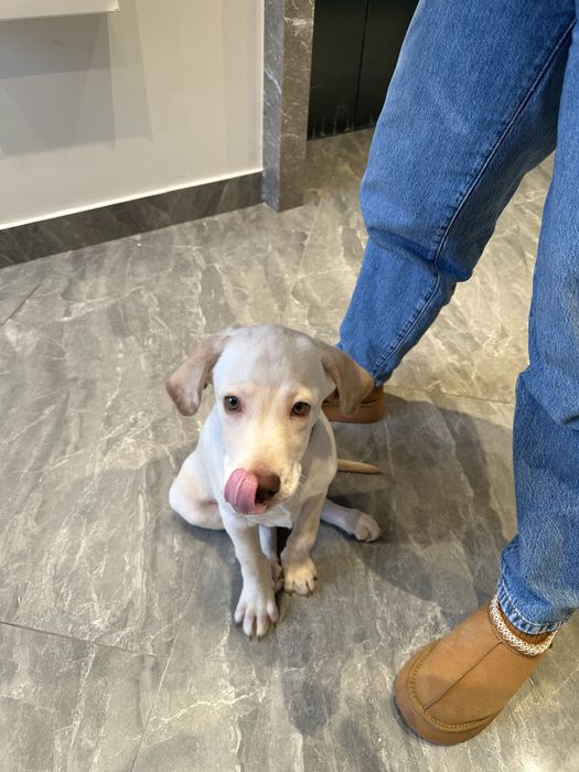 Помесь лабродол и ретривер