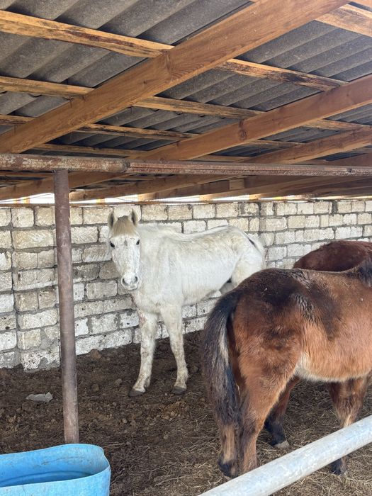 Продам молодых кобыл