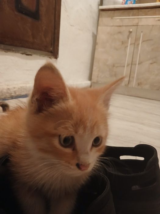 Кошка бесплатная