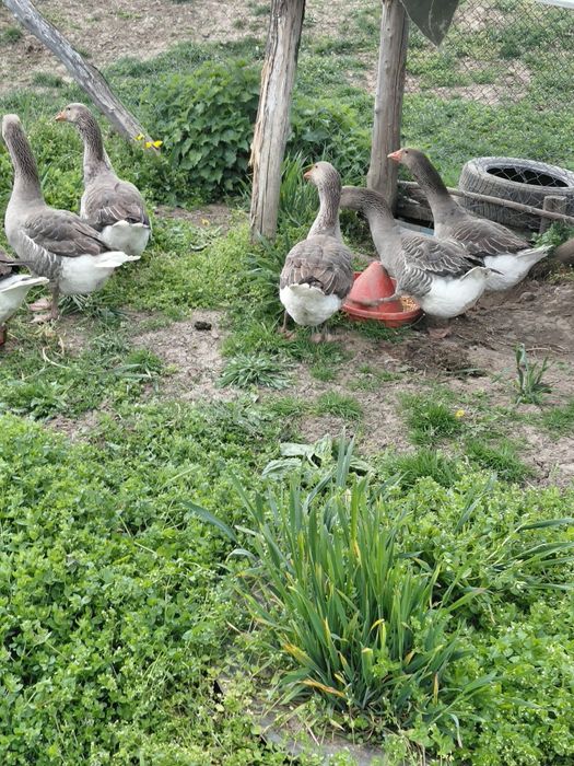 Gâște toulouse industrial