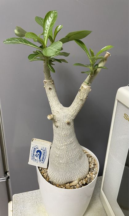 Адениум привитый