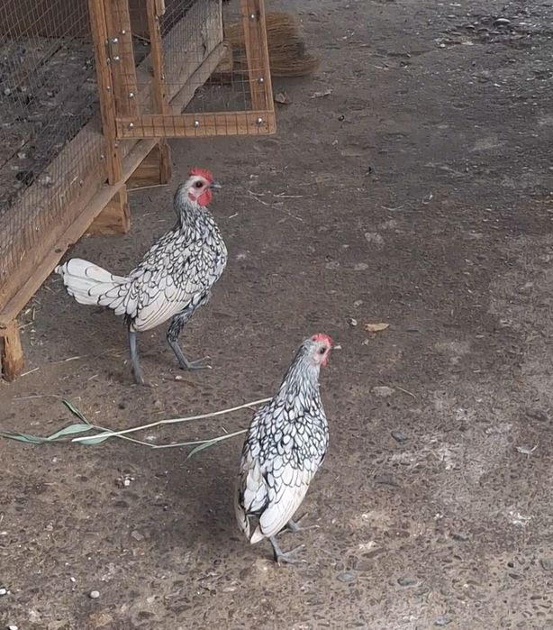 Продам или обменяю сибрайт серебро