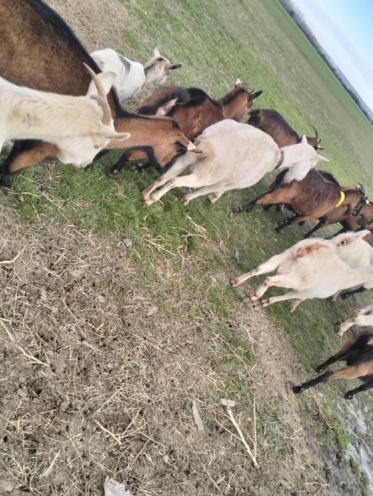 Vând capre originale