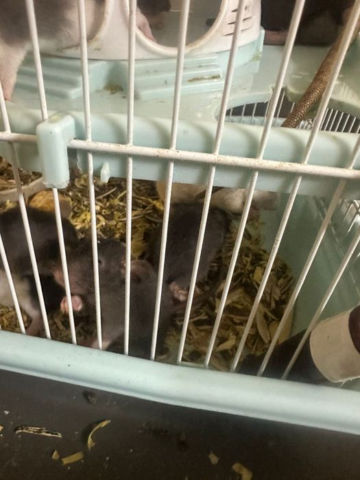 Крыса декоративная