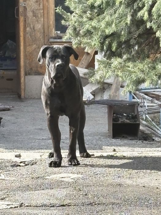 Вязка Кане Корсо