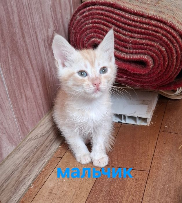 Котята в ответственные руки!
