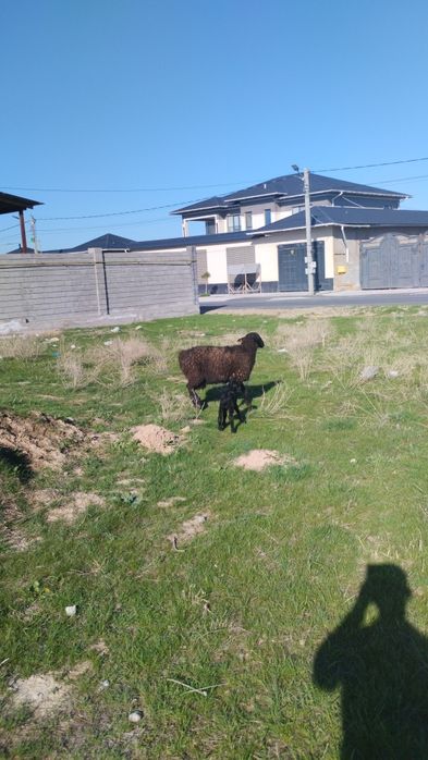 Қозылы қой. Қозысы еркек