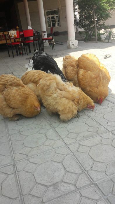 Prodayutsya teplyata  kohinhena rpaleviye mramori i beliye