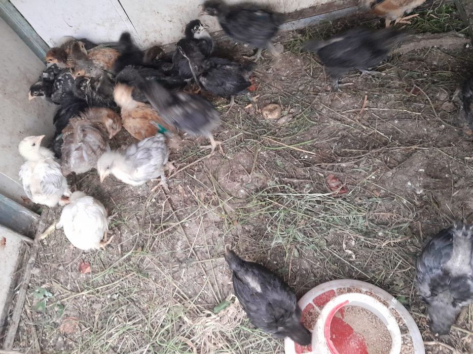 Продам домашних цыплят