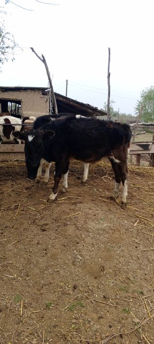 Продаю корова, бык, теленку